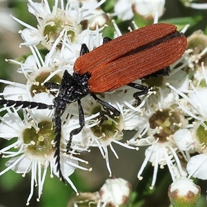 Porrostoma rhipidium (Long-nosed Lycid (Net-winged) beetle) at Yackandandah, VIC by KylieWaldon