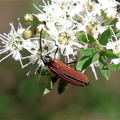 Porrostoma rhipidium at Yackandandah, VIC - 2 Dec 2024 08:54 AM