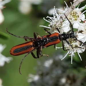 Stenoderus suturalis at Yackandandah, VIC - 2 Dec 2024