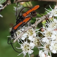 Stenoderus suturalis at Yackandandah, VIC - 2 Dec 2024