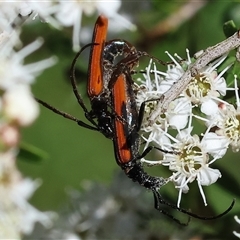 Stenoderus suturalis at Yackandandah, VIC - 2 Dec 2024