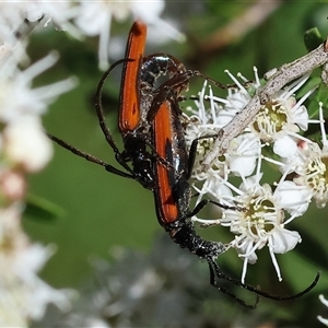 Stenoderus suturalis at Yackandandah, VIC - 2 Dec 2024