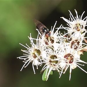 Unidentified True fly (Diptera) at Yackandandah, VIC by KylieWaldon