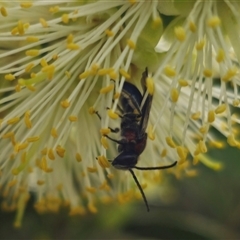 Lasioglossum (Parasphecodes) sp. (genus & subgenus) at Tinderry, NSW - 4 Dec 2024 by Csteele4