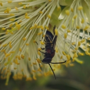 Lasioglossum (Callalictus) callomelittinum (Halictid bee) at Tinderry, NSW by Csteele4