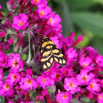 Unidentified Tiger moth (Arctiinae) at Braidwood, NSW - 4 Dec 2024 by MatthewFrawley