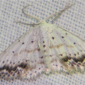 Scopula innocens (A Geometrid moth (Sterrhinae) at Sheldon, QLD by PJH123