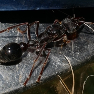 Myrmecia pyriformis at Freshwater Creek, VIC - 11 Apr 2020