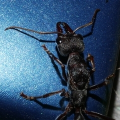 Myrmecia pyriformis at Freshwater Creek, VIC - 11 Apr 2020