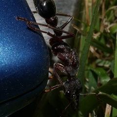 Myrmecia pyriformis at Freshwater Creek, VIC - 11 Apr 2020