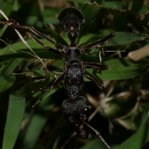 Myrmecia pyriformis at Freshwater Creek, VIC - 11 Apr 2020 12:37 AM