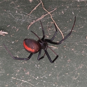 Latrodectus hasselti (Redback Spider) at Macarthur, ACT by RodDeb