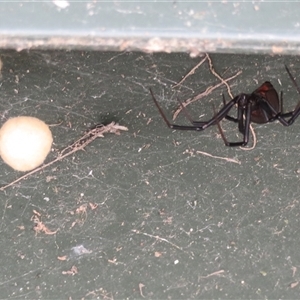 Latrodectus hasselti at Macarthur, ACT - 4 Dec 2024 04:28 PM