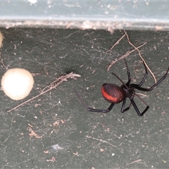 Latrodectus hasselti at Macarthur, ACT - 4 Dec 2024 04:28 PM