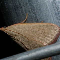 Ocrasa acerasta (A Pyralid moth) at Freshwater Creek, VIC - 11 Apr 2020 by WendyEM