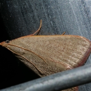 Ocrasa acerasta (A Pyralid moth) at Freshwater Creek, VIC by WendyEM