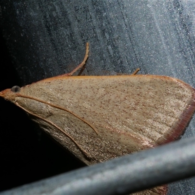 Ocrasa acerasta (A Pyralid moth) at Freshwater Creek, VIC - 11 Apr 2020 by WendyEM