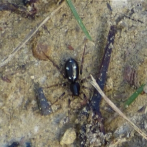 Unidentified Spider at West Hobart, TAS by VanessaC