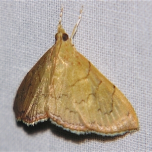 Hyalobathra crenulata at Sheldon, QLD - suppressed