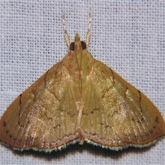 Hyalobathra crenulata at Sheldon, QLD - suppressed