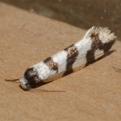 Lepidoscia characota (A Case moth (Psychidae) at Freshwater Creek, VIC - 10 Apr 2020 by WendyEM