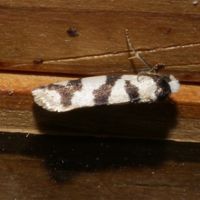 Lepidoscia characota (A Case moth (Psychidae) at Freshwater Creek, VIC - 10 Apr 2020 by WendyEM