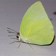 Catopsilia pomona (Lemon Migrant) at Sheldon, QLD - 18 Jan 2008 by PJH123