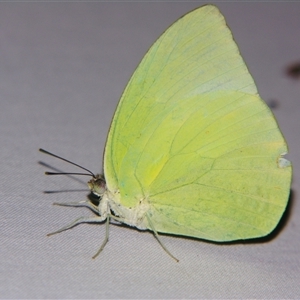 Pieris rapae at Sheldon, QLD by PJH123