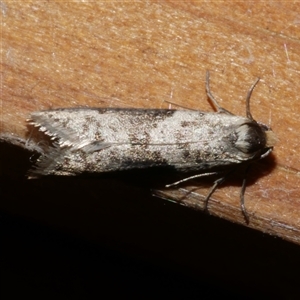 Lepidoscia (genus) ADULT at Freshwater Creek, VIC - 10 Apr 2020