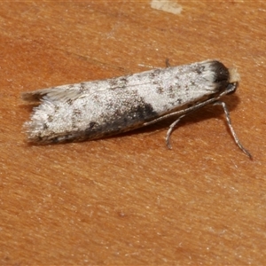 Lepidoscia (genus) ADULT at Freshwater Creek, VIC - 10 Apr 2020