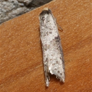 Lepidoscia (genus) ADULT at Freshwater Creek, VIC - 10 Apr 2020