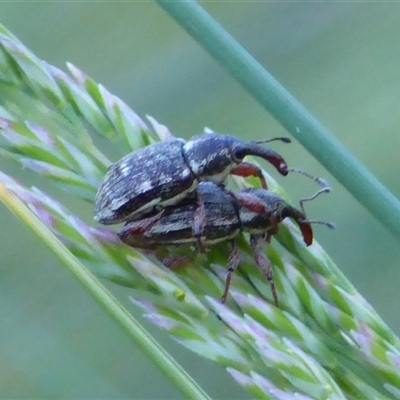 Aoplocnemis sp. (genus) (A weevil) at West Hobart, TAS - 4 Dec 2024 by VanessaC