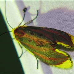 Lactura sapotearum (A Forester or Burnet moth (Zygaenidae) at Sheldon, QLD - 18 Jan 2008 by PJH123