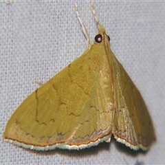 Hyalobathra crenulata (A Pyralid moth (Pyralinae) by PJH123