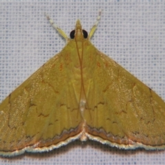 Hyalobathra crenulata at suppressed - suppressed