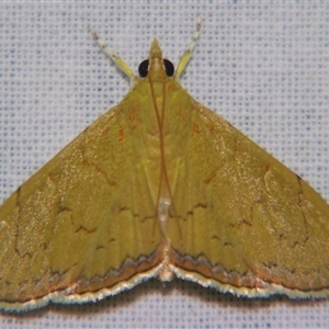 Hyalobathra crenulata at suppressed - suppressed