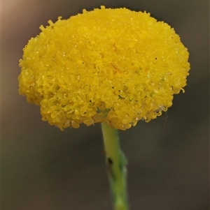 Craspedia aurantia var. jamesii (Large Alpine Buttons) at Uriarra Village, ACT by KenT