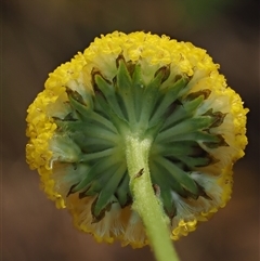 Craspedia aurantia var. jamesii at Uriarra Village, ACT - 22 Nov 2024