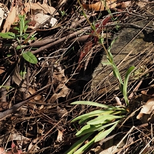 Craspedia aurantia var. jamesii at Uriarra Village, ACT - 22 Nov 2024