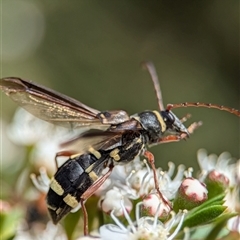 Hesthesis plorator (A longhorn beetle) at Acton, ACT - 4 Dec 2024 by Miranda