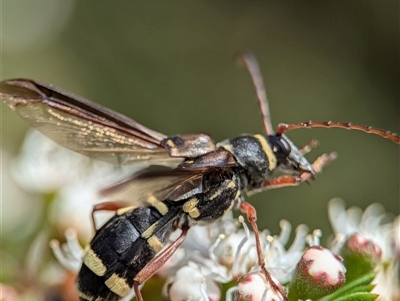 Hesthesis plorator (A longhorn beetle) at Acton, ACT - 3 Dec 2024 by Miranda