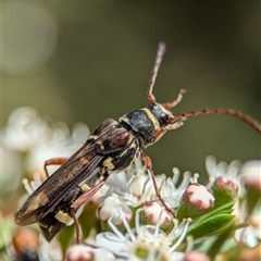 Hesthesis plorator at Acton, ACT - 4 Dec 2024 10:21 AM