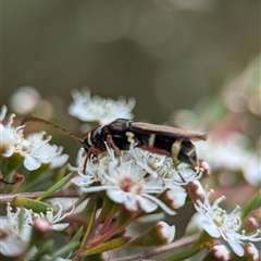 Hesthesis plorator at Acton, ACT - 4 Dec 2024 10:21 AM