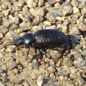 Adelium tenebroides at West Hobart, TAS by VanessaC