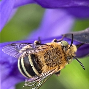 Amegilla (Zonamegilla) asserta (Blue Banded Bee) at Evatt, ACT by LeahC