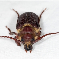 Sceleocantha glabricollis at Higgins, ACT - 3 Dec 2024