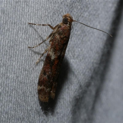 Ephestiopsis oenobarella (a Phycitine moth) at Freshwater Creek, VIC - 11 Apr 2020 by WendyEM