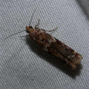 Ephestiopsis oenobarella at Freshwater Creek, VIC - 11 Apr 2020 12:48 AM
