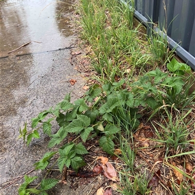 Rubus anglocandicans (Blackberry) at Higgins, ACT - 4 Dec 2024 by Untidy