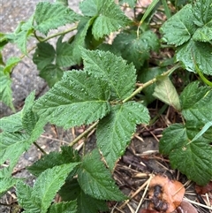 Rubus anglocandicans at Higgins, ACT - 4 Dec 2024 07:16 PM